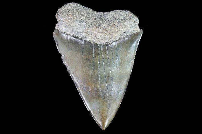 Fossil Mako Shark Tooth - South Carolina #72831